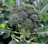 Broccoli - Green