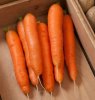 Carrots - Bolero
