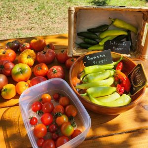 Tomatoes - Cherry