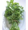 Cilantro
