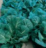 Collard Greens