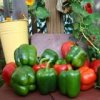 Pepper - Green Bell