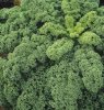 Kale