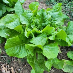 Lettuce