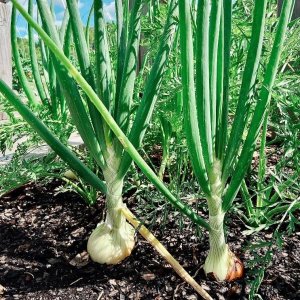 Onion