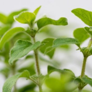 Oregano
