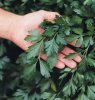 Parsley