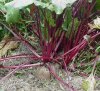 Beets - Red